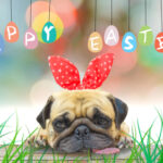 Easter Pet