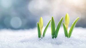 Sprouts coming through the snow