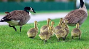 Geese and baby geese