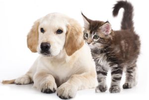 Cat v. Dog Trivia