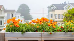 planter boxes in garden