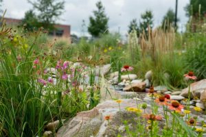 rewilding plants to be native