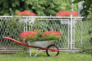 A wheel barrow with beautiful pants inside in front of a chain link fence