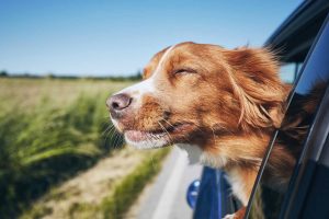 dog with his head out the window