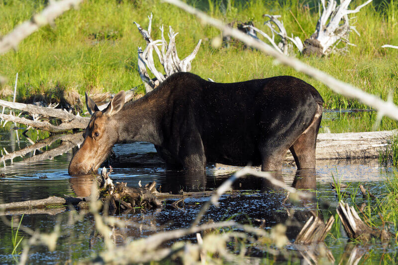 A large moose wading in a marsh in Greenville, Maine.
