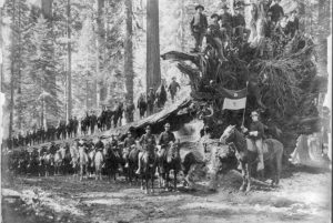 The "Fallen Monarch" — a giant sequoia in Mariposa Grove in Yosemi­­te National Park — surrounded by Company F, 6th Cavalry of the U.S. Army. The army protected the national parks before the formation of the National Park Service in 1916.