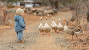 A child and a gaggle of ducks
