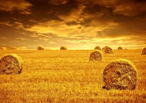 Rolls of harvested wheat