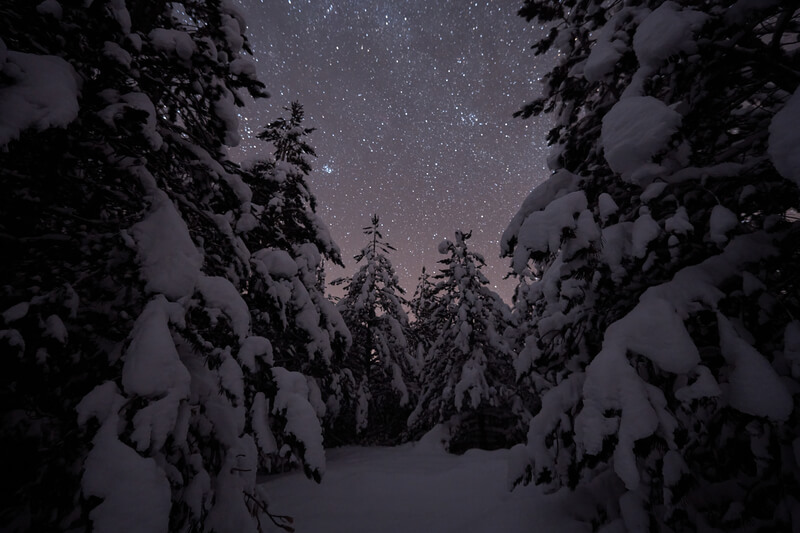 Winter night landscape nature forest with fresh snow covered trees and stars on sky