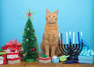 Tabby cat sitting between Christmas and Hanukkah decorations.