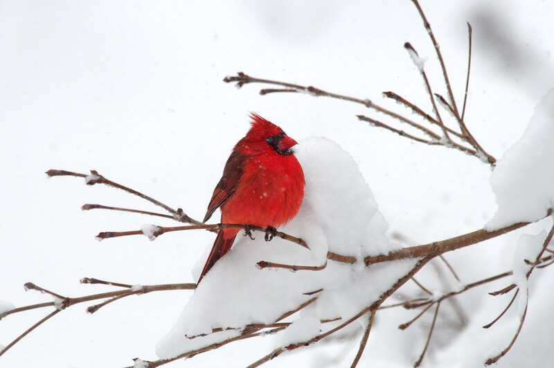 Cardinal In Snow. A red cardinal perched alone in the snow.