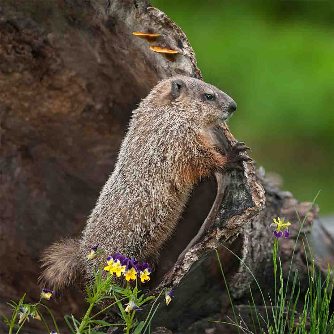 Different Image