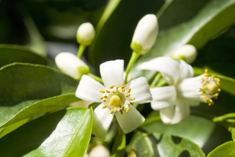 Orange Tree Blossoms. Pure white orange tree flowers and waxy leaves.