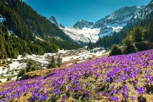 The arrival of spring in the Făgăraș Mountains of the Carpathian range in Romania.