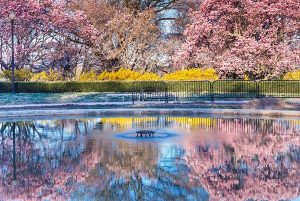 The annual spring bloom of the famous cherry blossom trees, likely located at the Tidal Basin in Washington, D.C.