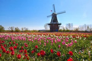 De Zwaan, a historic working Dutch windmill located at Windmill Island Gardens in Holland, Michigan.