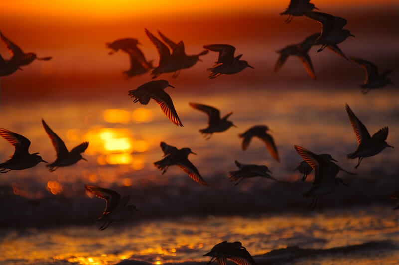 Birds at sunset. A group of water birds took off at sunset