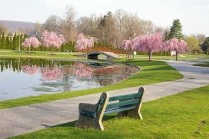 A tranquil park scene, specifically Italian Lake Park in Harrisburg, Pennsylvania, featuring blooming cherry blossom trees in the springtime.