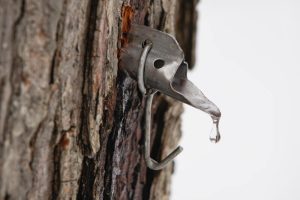 Maple Sugar Tap in Tree. Maple sap droplet flowing from tap in tree to produce maple syrup. Horizontal format.
