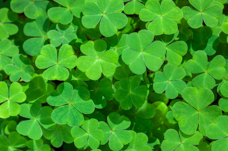 Natural green background with fresh three-leaved shamrocks. St. Patrick`s day holiday symbol. Top View.