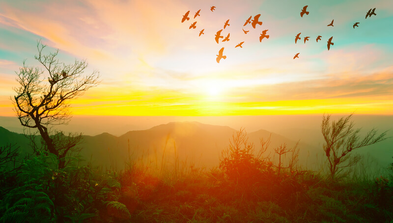 Sunrise with flare at the mountain with trees and flying birds in the sky. Vintage color filtered.