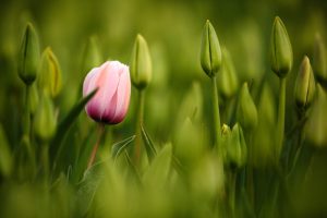 Pink tulip bloom, red beautiful tulips field in spring time with sunlight, floral background, garden scene, Holland, Netherlands, Europe