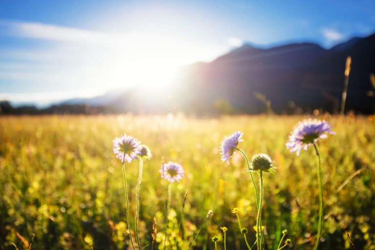 Beautiful spring meadow. Sunny clear sky with sunlight in mountains. Colorful field full of flowers. Grainau, Germany. Direct sunlight at Grainau, Germany.