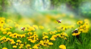 Nature background with blossoming dandelions. Dandelions flowers blossoms with flying bees in spring forest in sunlight. Soft focus