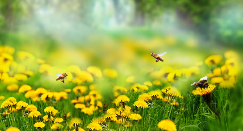 Prayer in Spring