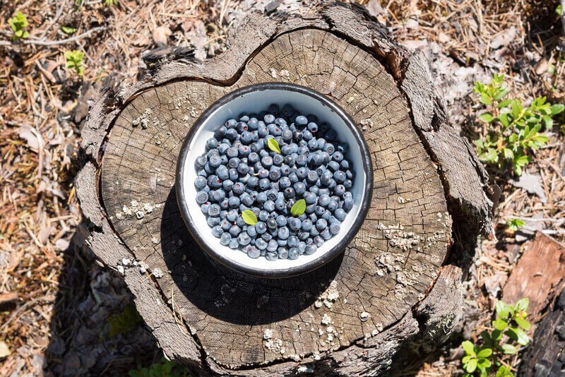 Wild blueberry collected into a bowl on an old stump in the forest. Vaccinium myrtillus.