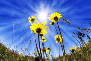 Summer Time Flowers. Summer yellow flowers growing up towards sun in blue sky