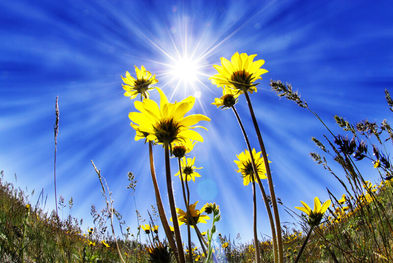 Summer Time Flowers. Summer yellow flowers growing up towards sun in blue sky