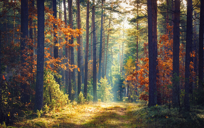 nature quiz, forest